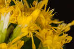 Ouachita Mountain goldenrod